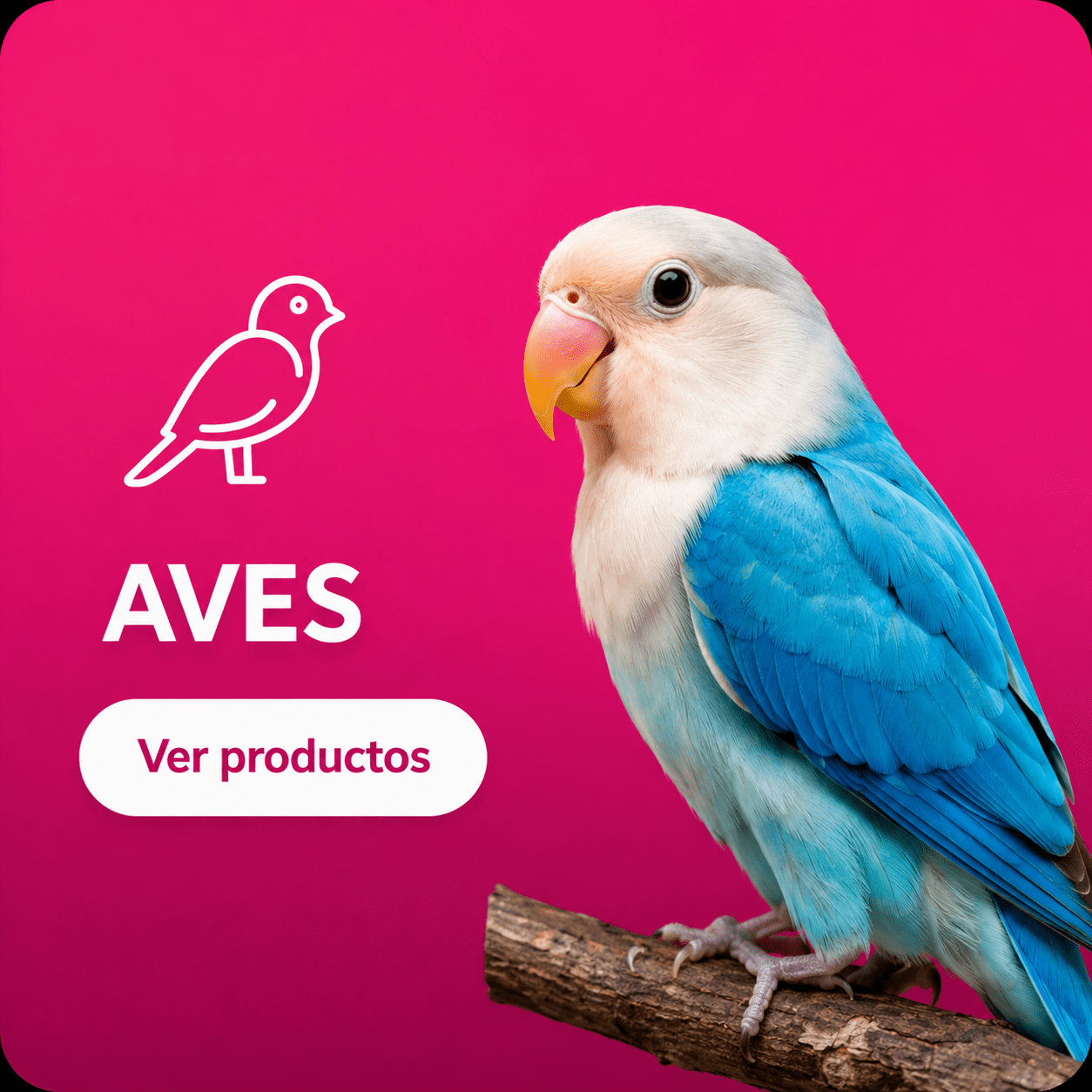 Bird - PET Buddy's