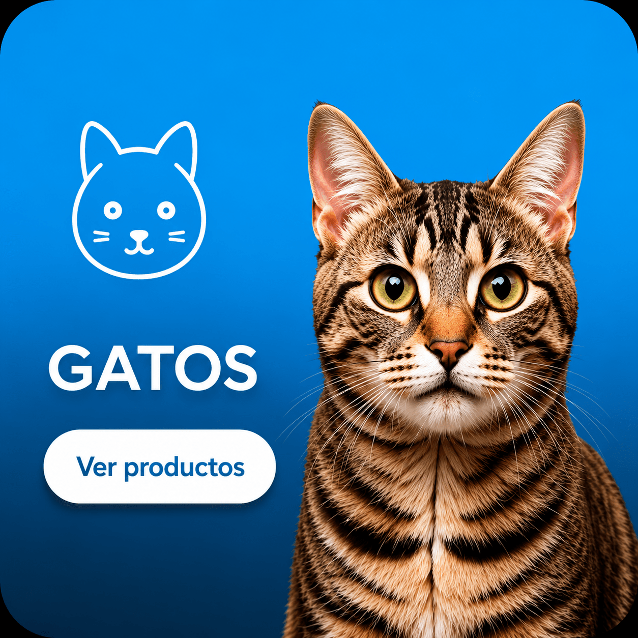 CAT - PET Buddy's