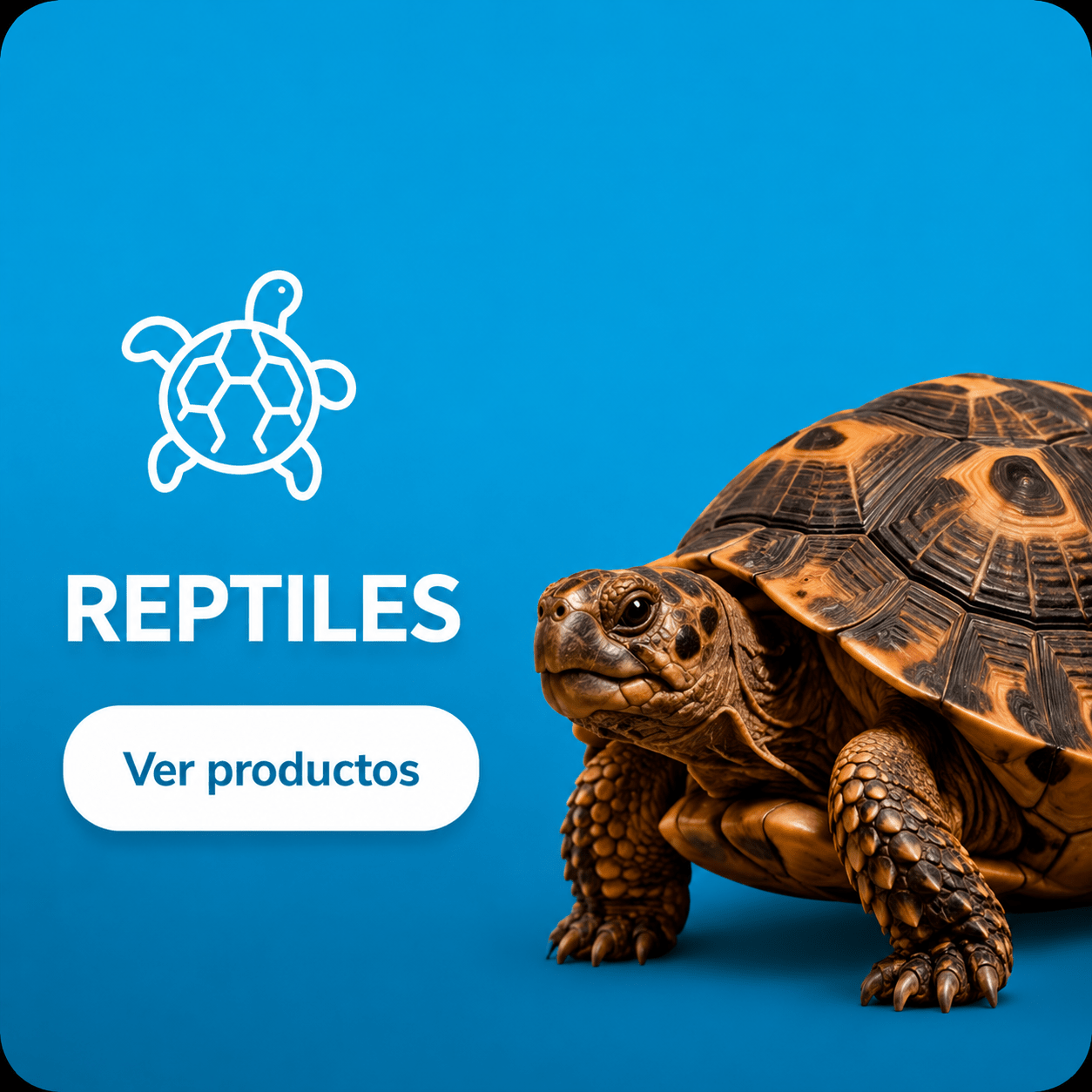 Reptile - PET Buddy's